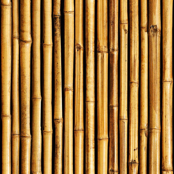 Papier peint Bambou Deboo