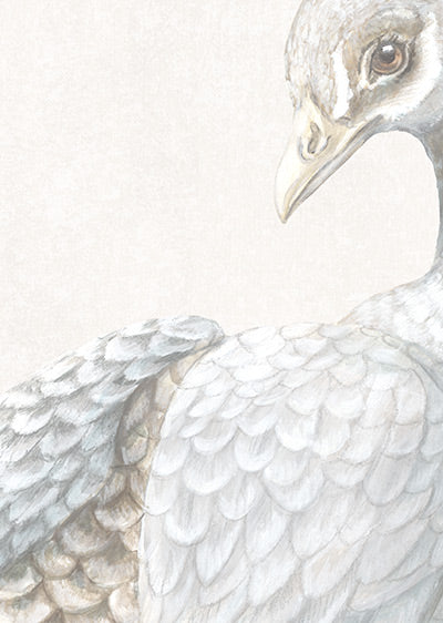 Echantillon papier peint Japon Paon aux Magnolias Crème