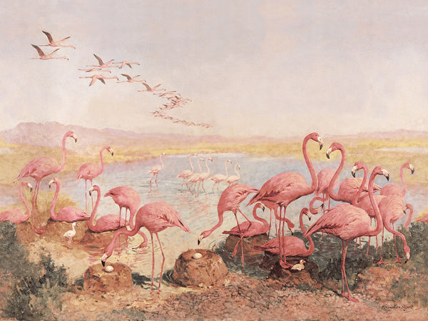 Papier peint Pink Flamingeos