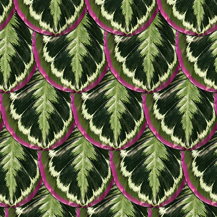 Papier peint Jungle Skin