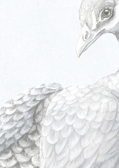 Echantillon papier peint Japon Paon aux Magnolias Gris Perle