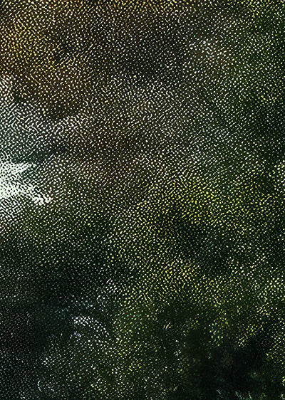 Echantillon papier peint panoramique Forêt Brumeuse