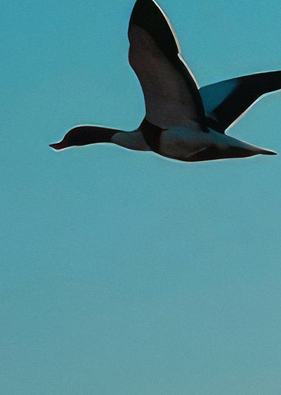 Echantillon papier peint panoramique Migration