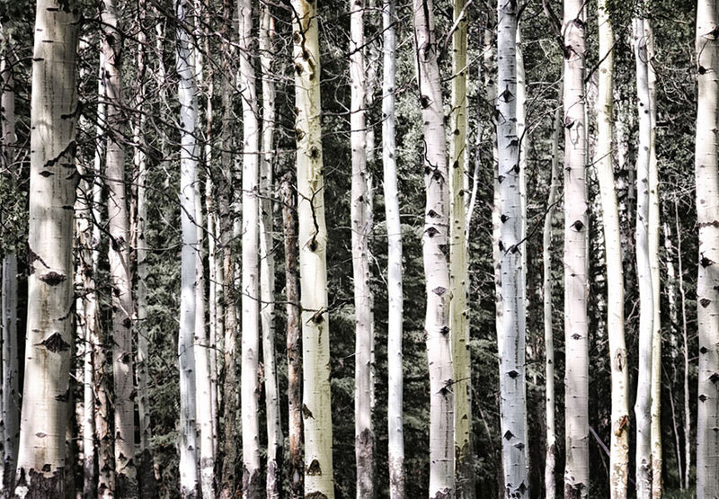Papier peint arbre Forêt de Bouleaux