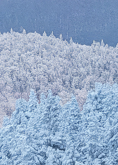 Echantillon papier peint panoramique Snowy Trees