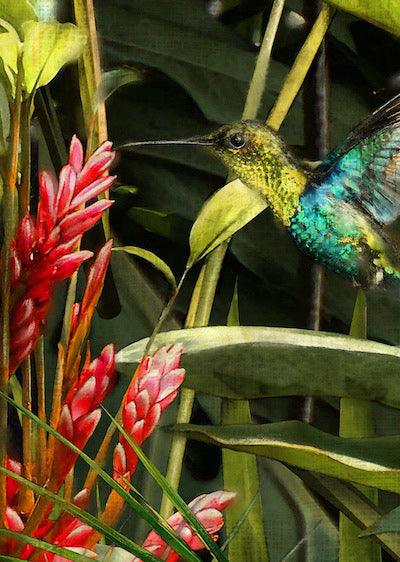 Echantillon Papier peint Nakita