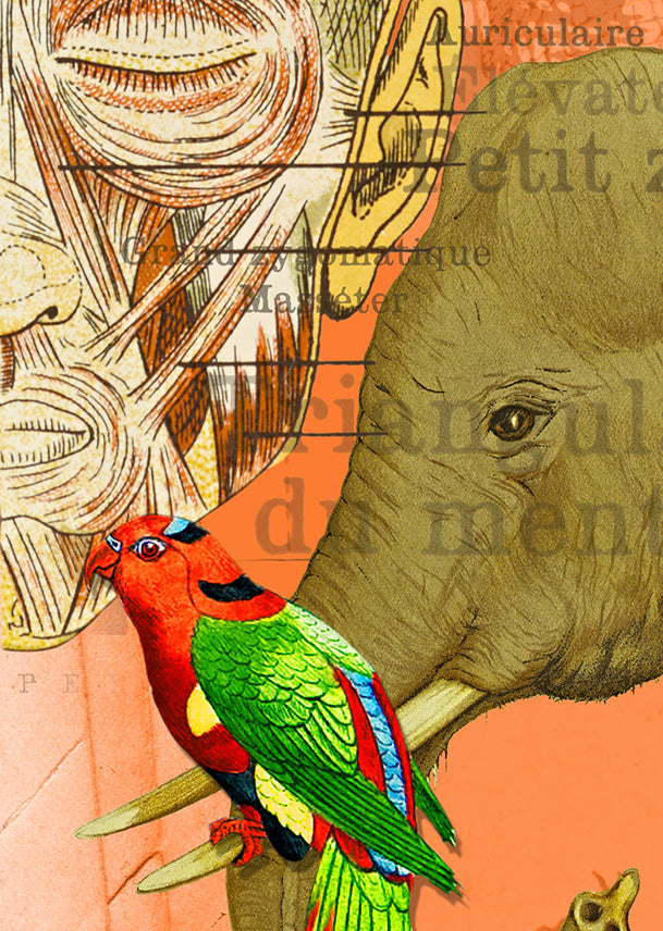 Echantillon papier peint Patchwork deyrolle saumon