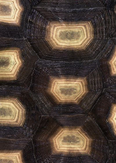 Echantillon Papier peint Tortue