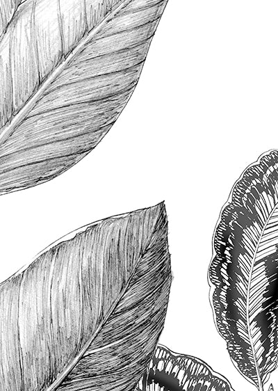 Echantillon Papier peint Jungle JUNGALA