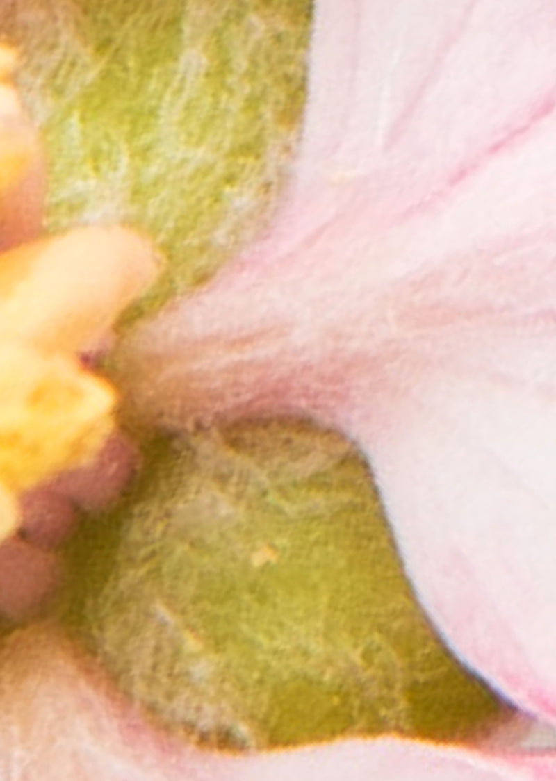 Echantillon papier peint pétales