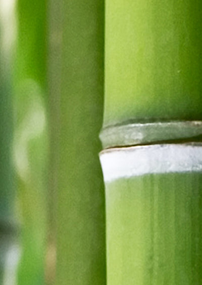 Echantillon papier peint nature bambous