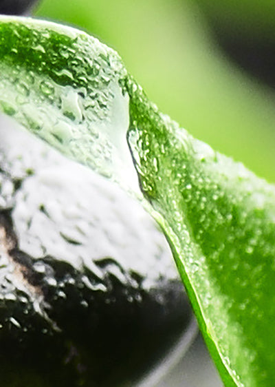 Echantillon papier peint bambous et pierres noires