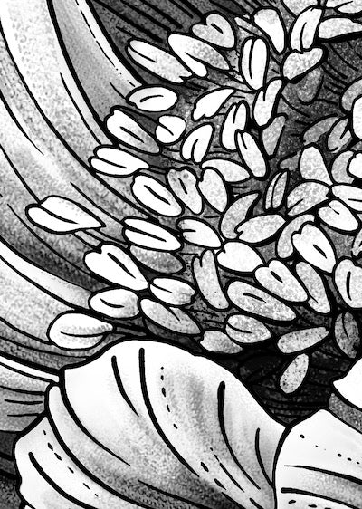 Echantillon Papier peint Péony