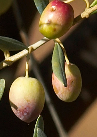 Echantillon papier peint arbre l'Olivier