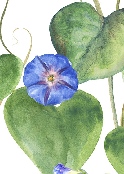 Echantillon papier peint fleurs Les ipomées