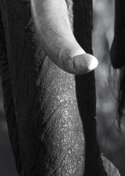 Echantillon papier peint animaux éléphant