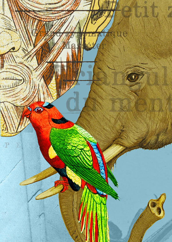 Echantillon papier peint Patchwork Deyrolle BLEU