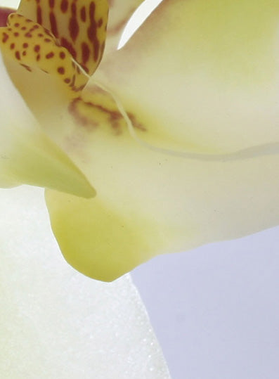 Echantillon papier peint fleur orchidée blanche