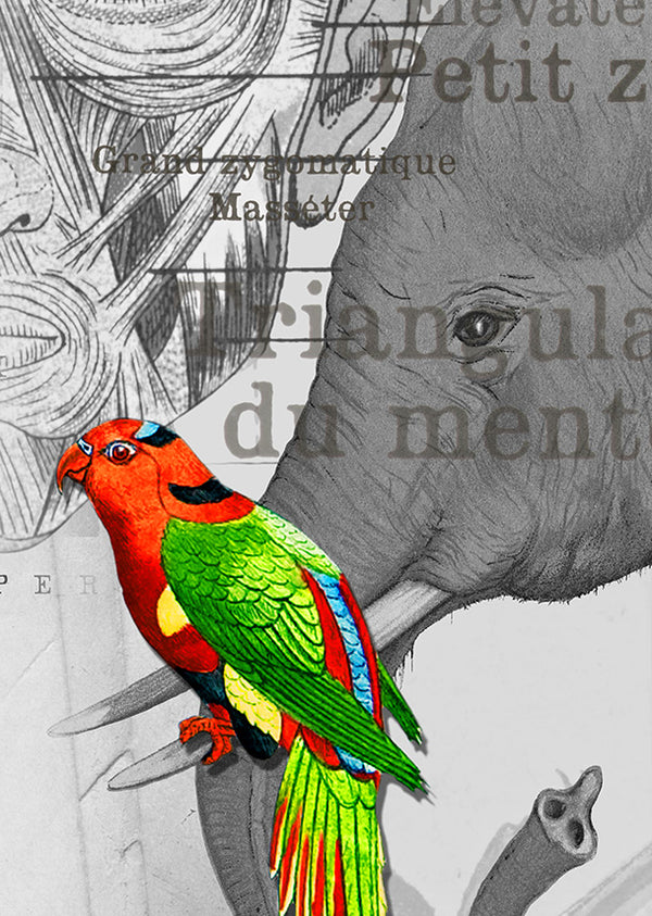 Echantillon papier peint Patchwork deyrolle GRIS