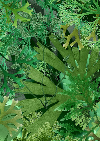 Echantillon Papier peint Jungle D'algues