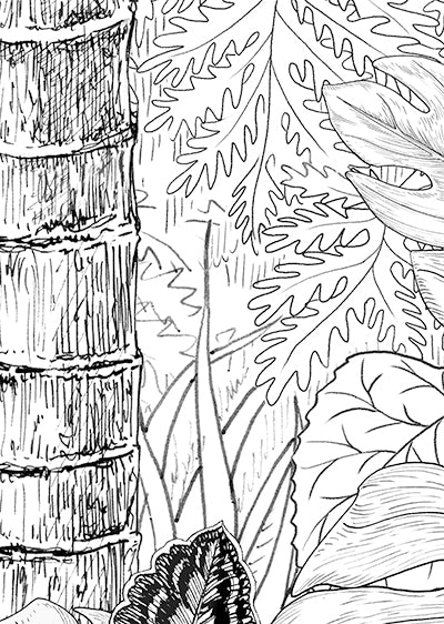 Echantillon Papier peint jungle "Kipling"
