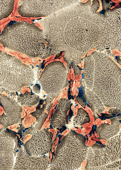 Echantillon Papier peint Corail