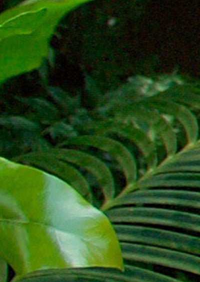 Echantillon papier peint jungle tropicale