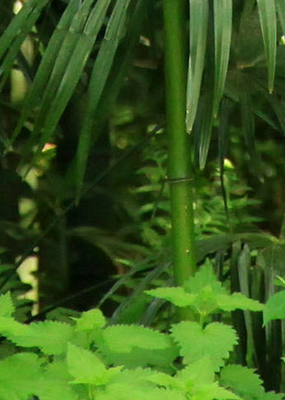 Echantillon papier peint bambous au bord de l'eau