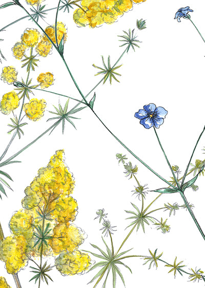 Echantillon fleurs des champs