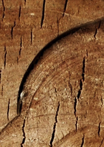 Echantillon Papier peint Trunk