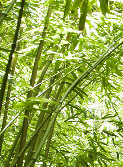 Echantillon papier peint jungle  forêt de bambous