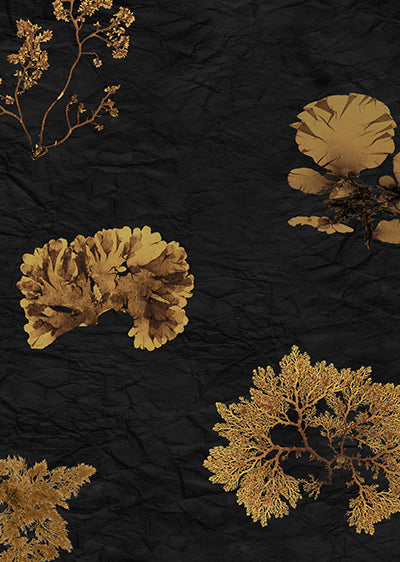 Echantillon Papier peint Algues