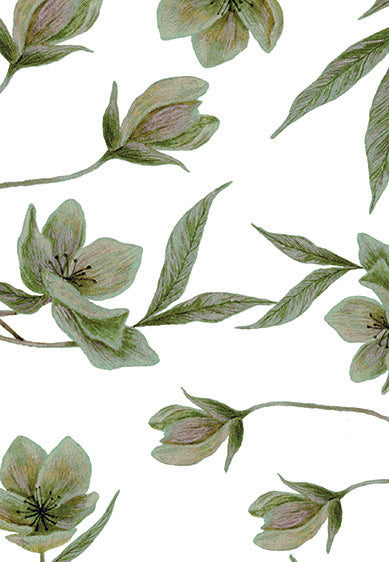 Echantillon Papier peint fleurs - Hellebores - green
