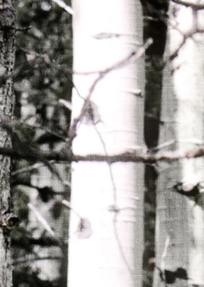 Echantillon Papier peint Forêt de Bouleaux