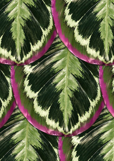 Echantillon Papier peint Jungle Skin